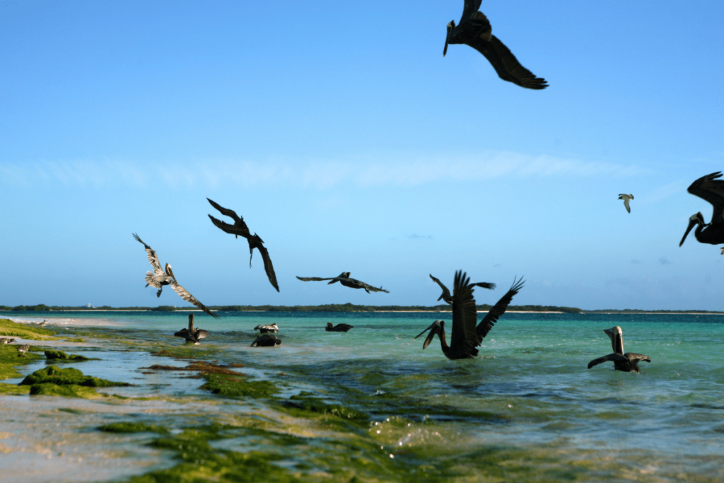 los roques praias do caribe