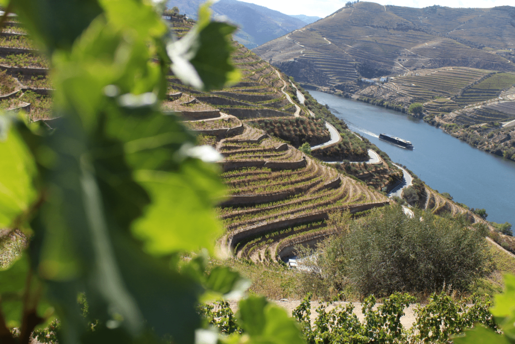 douro azul cruzeiros