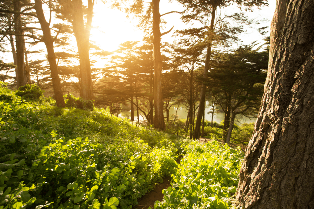 Golden Gate Park