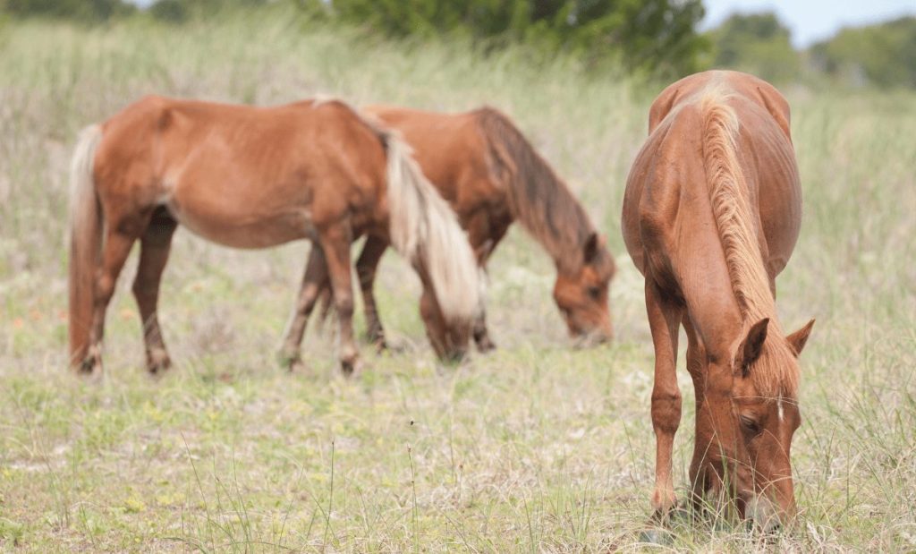 Carolina do Norte praias