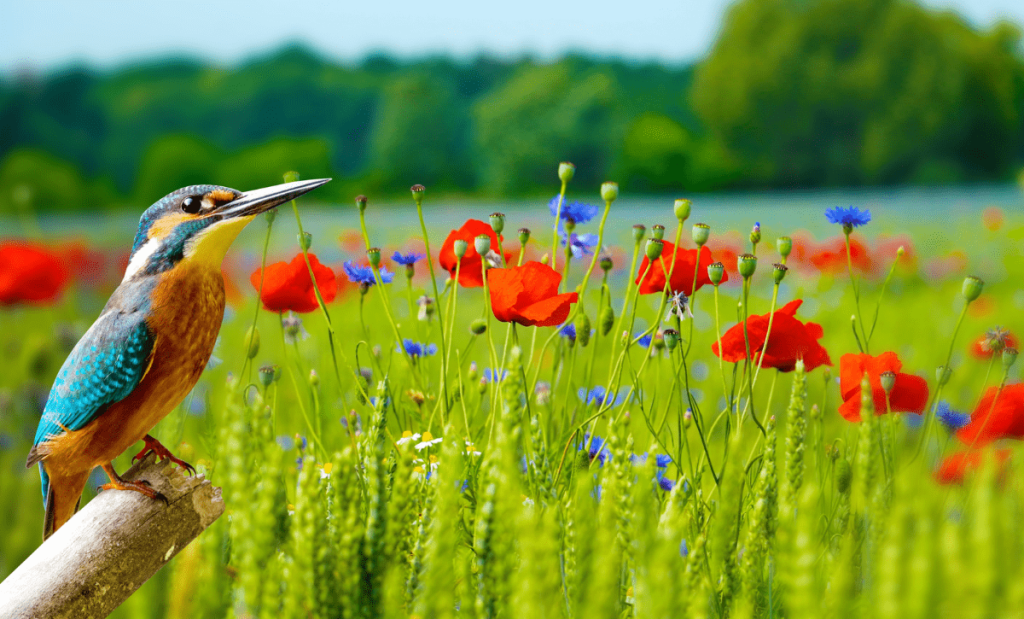 wyoming curiosidades