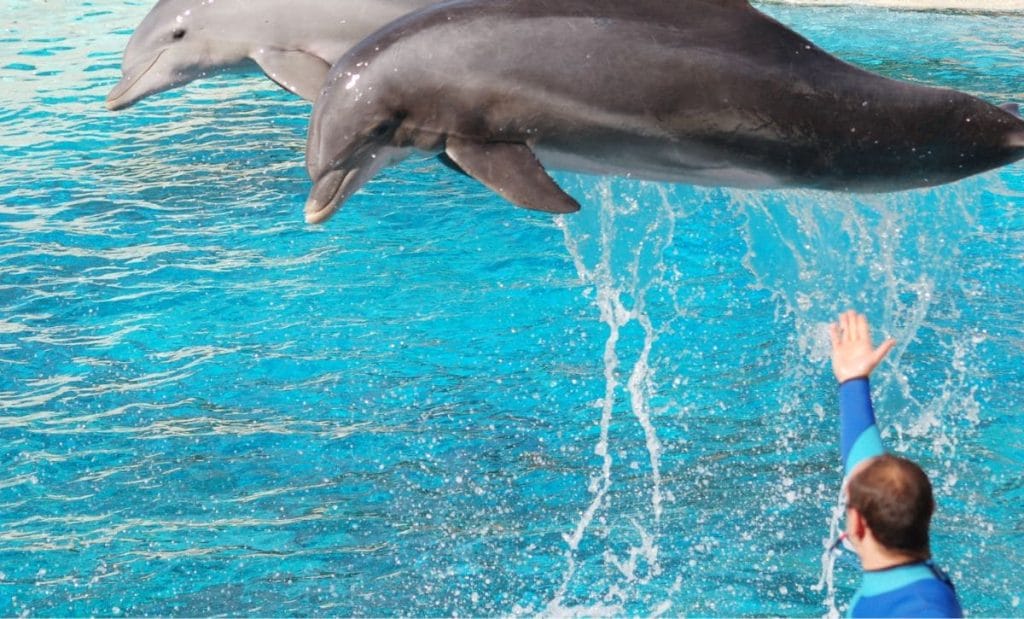 ilhas cayman populacao